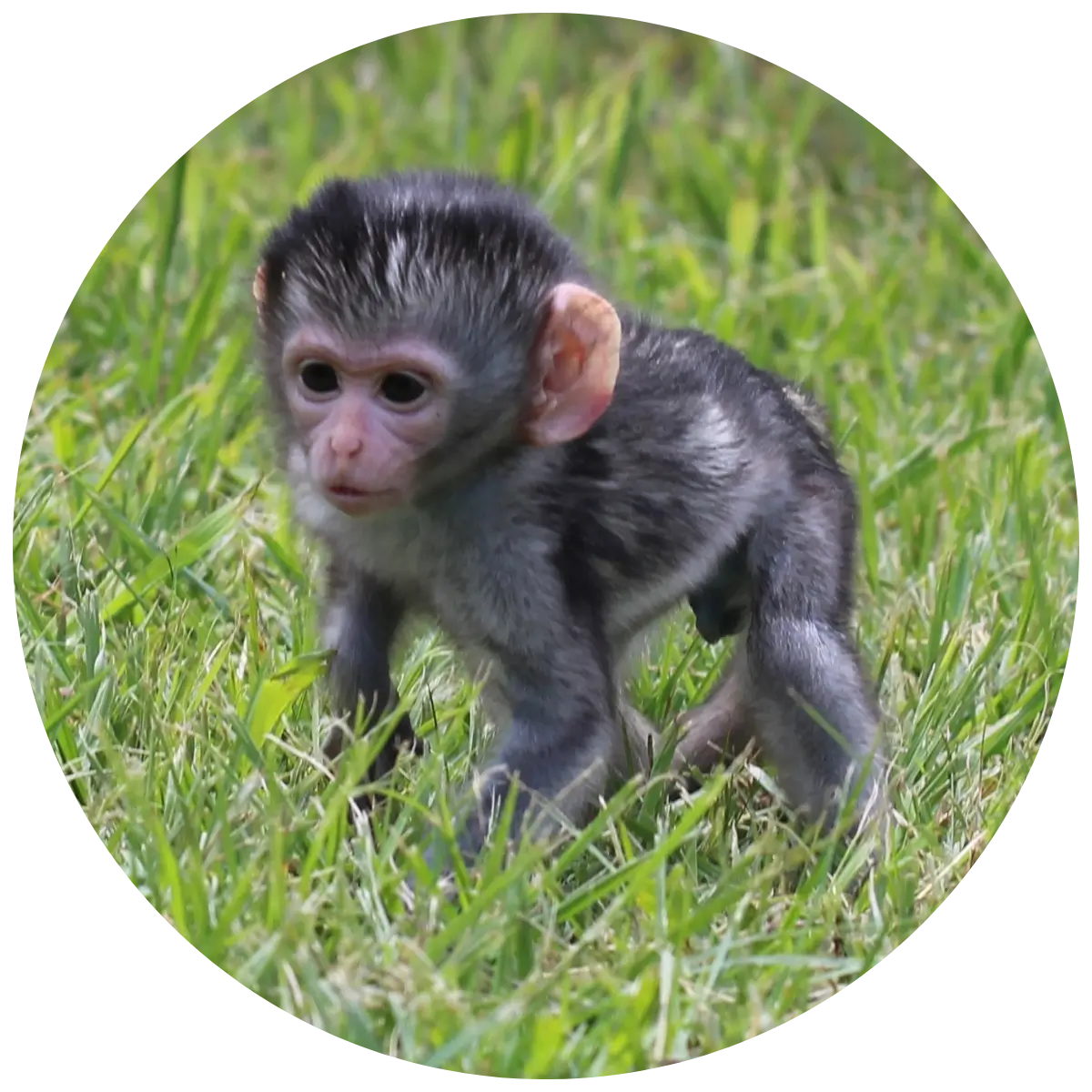 Helping Hands for Wildlife Südafrika Baby Vervet Aphiwe