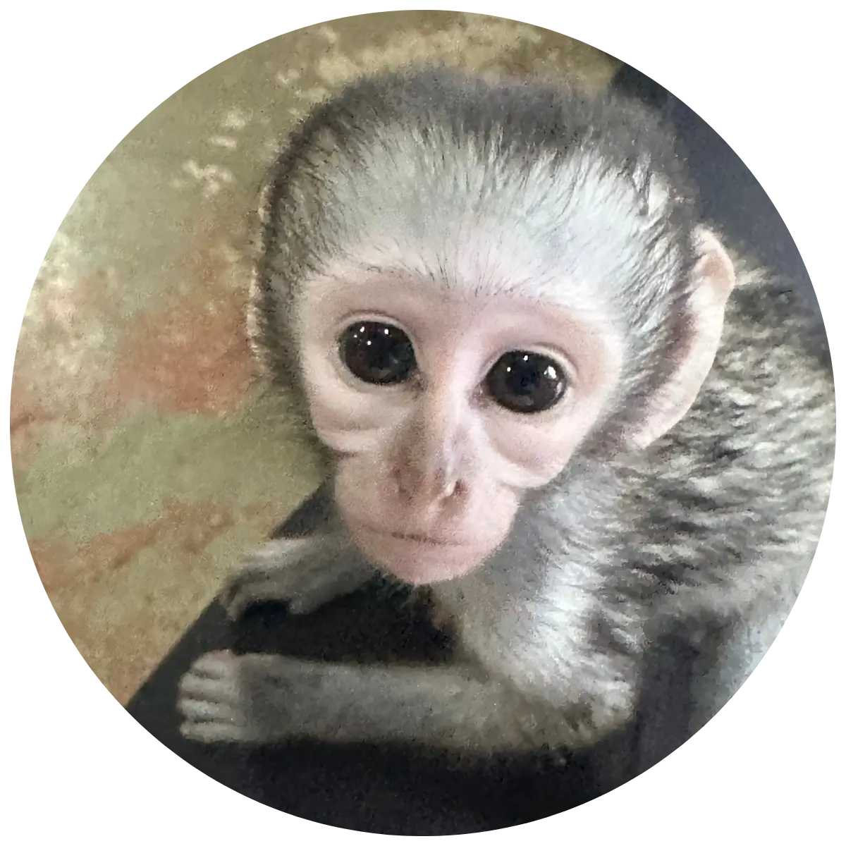 Helping Hands for Wildlife Südafrika Vervet Monkey Bongani