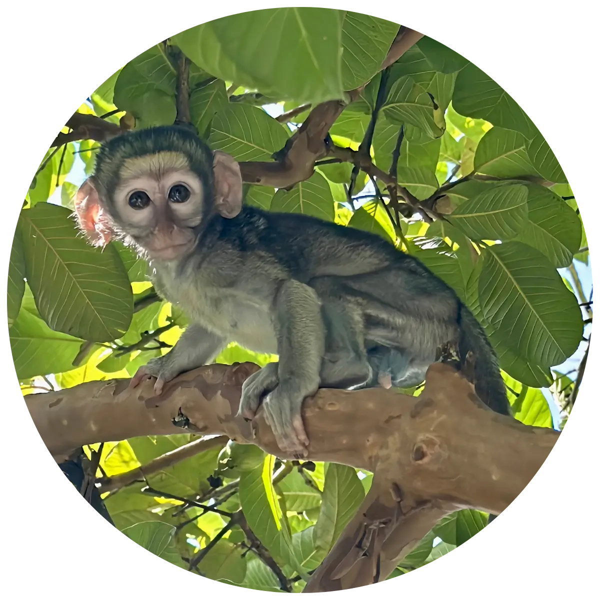 Helping Hands for Wildlife Südafrika Baby Vervet Krum