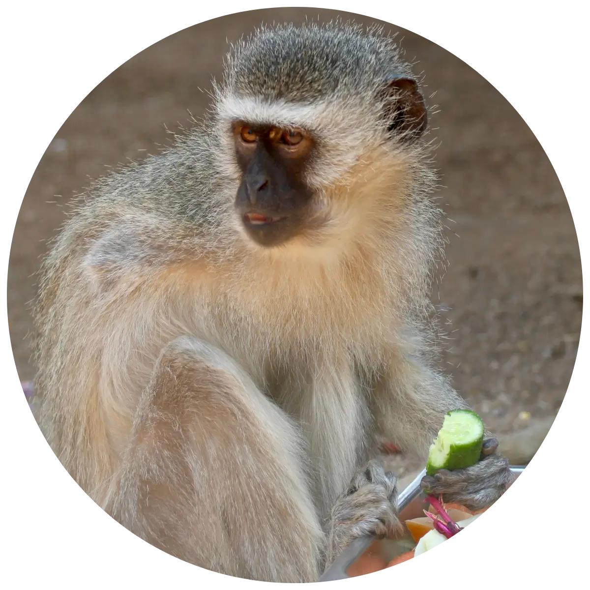 Helping Hands for Wildlife Südafrika Vervet Monkey Linkie