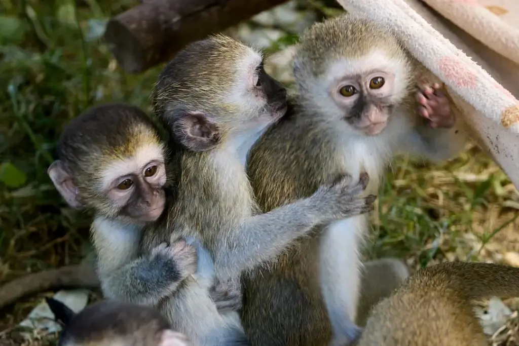 Helping Hands for Wildlife Südafrika Baby Vervet Monkeys Gruppe