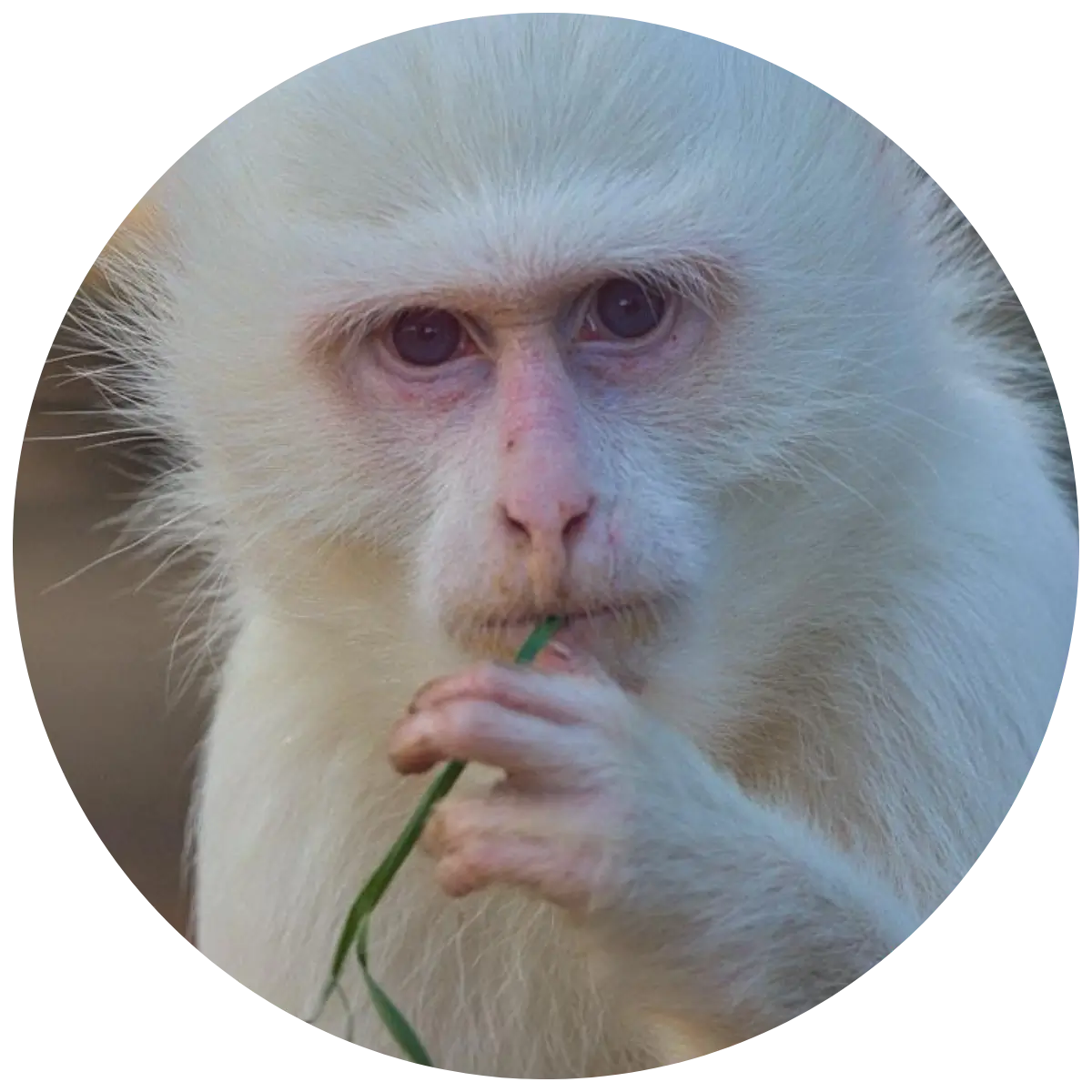 Helping Hands for Wildlife Südafrika Patenschaft Grünmeerkatzen