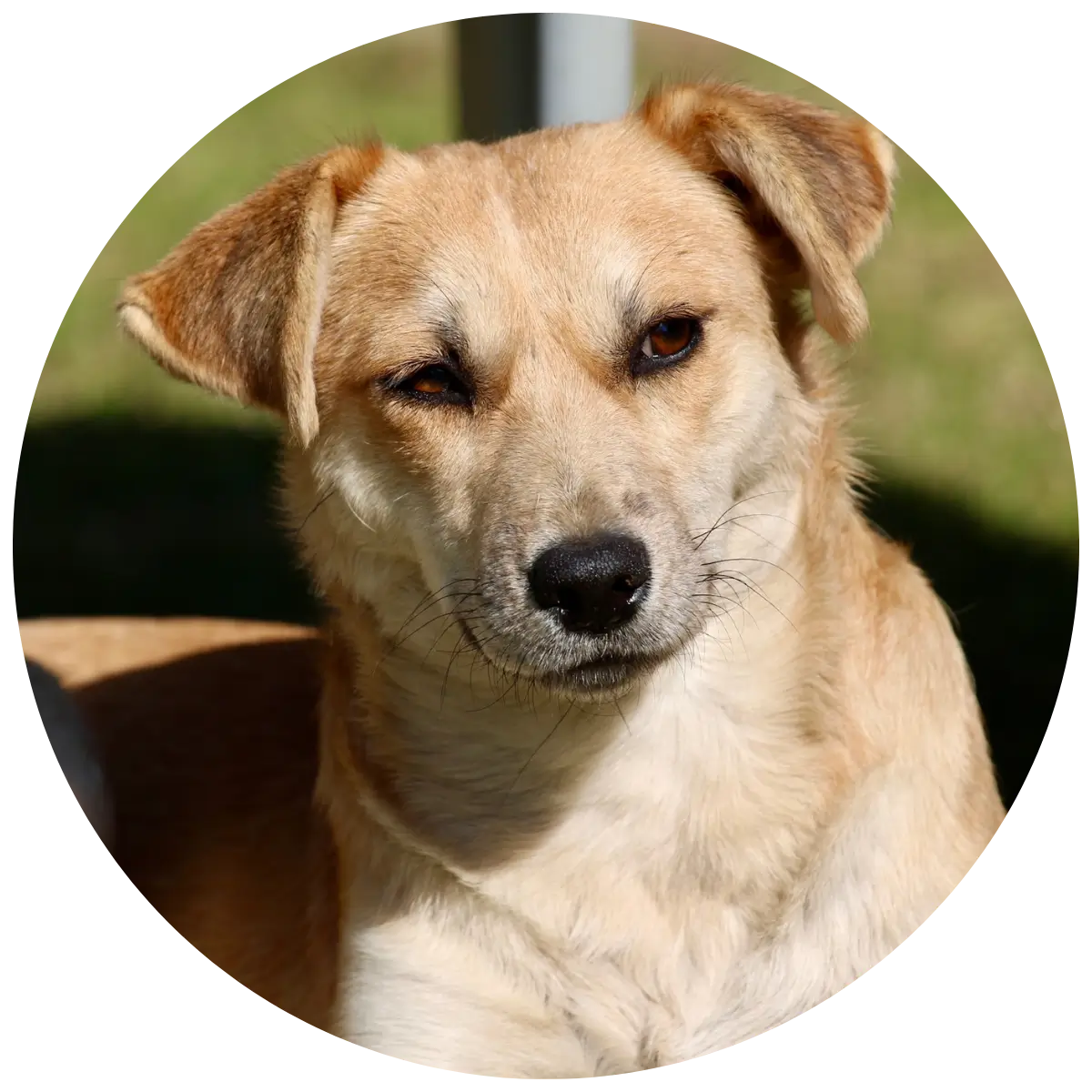 Helping Hands for Wildlife Südafrika Patenschaft Hunde Hope