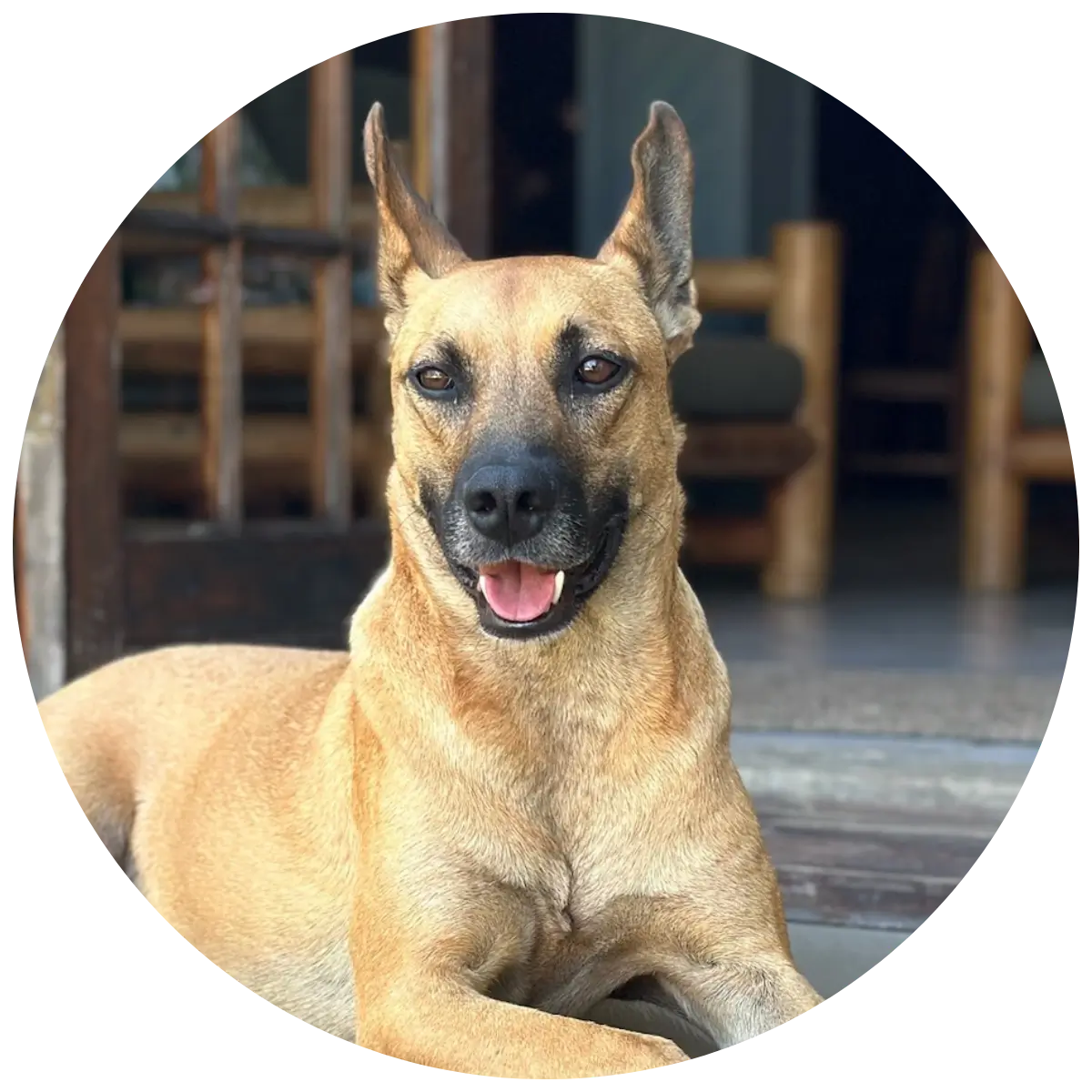 Helping Hands for Wildlife Südafrika Hunde Scrabby