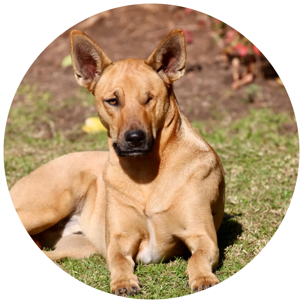 Helping Hands for Wildlife Südafrika Patenschaft Hunde