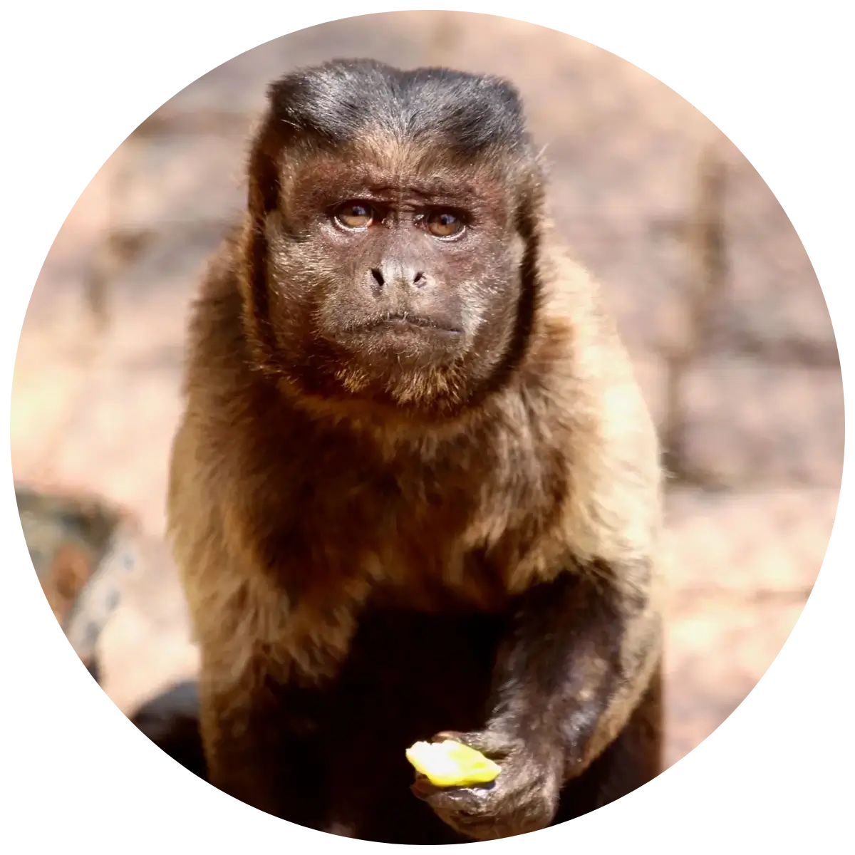 Helping Hands for Wildlife Südafrika Sanctuary Patenschaft Kapuzineraffen