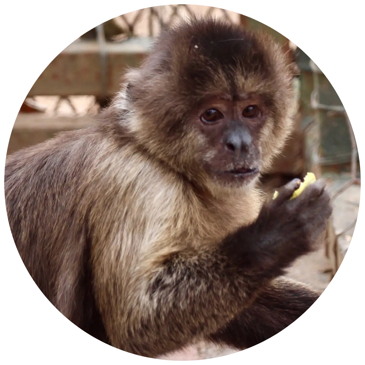 Helping Hands for Wildlife Südafrika Patenschaft Kapuzineraffen