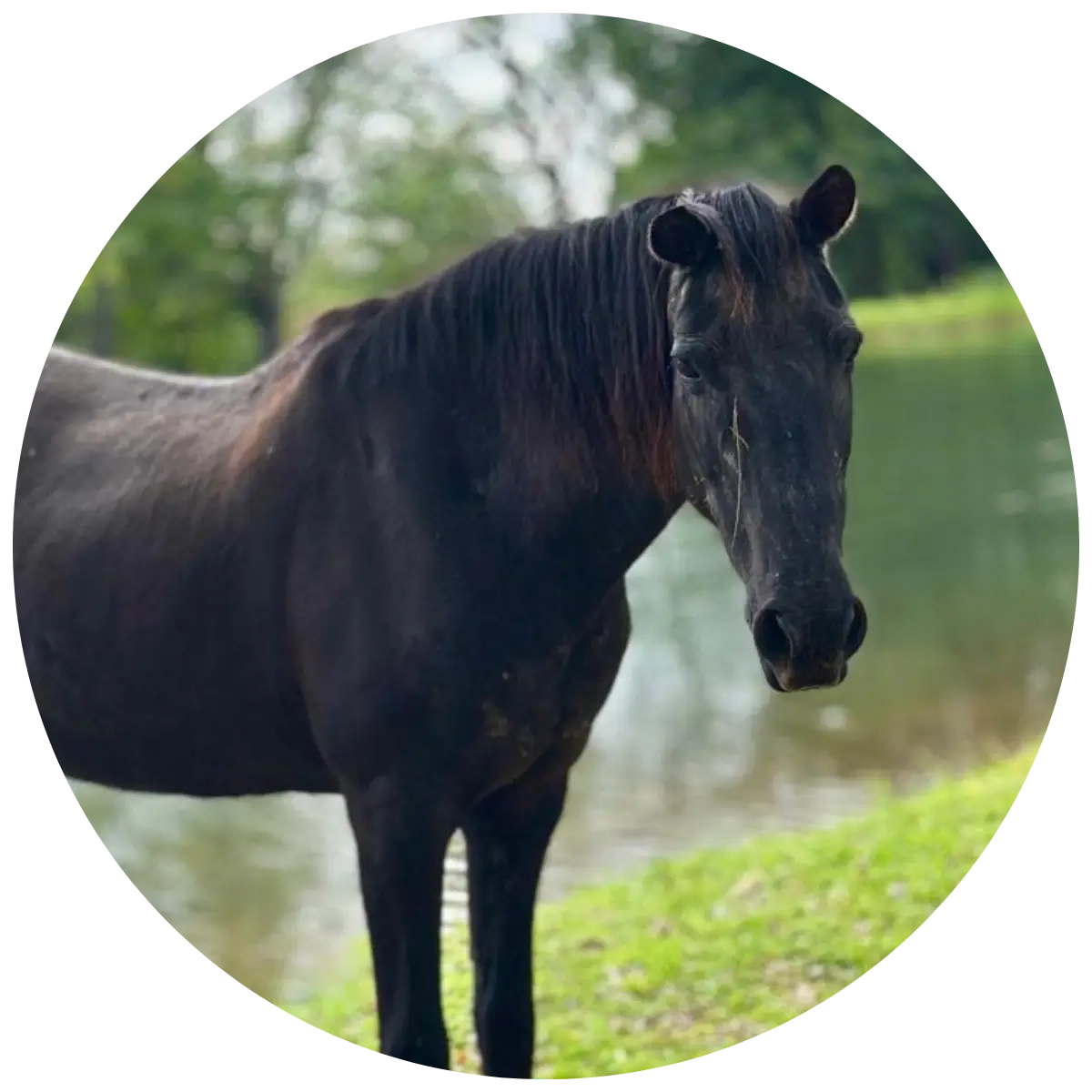 Helping Hands for Wildlife Südafrika Patenschaft Pferd