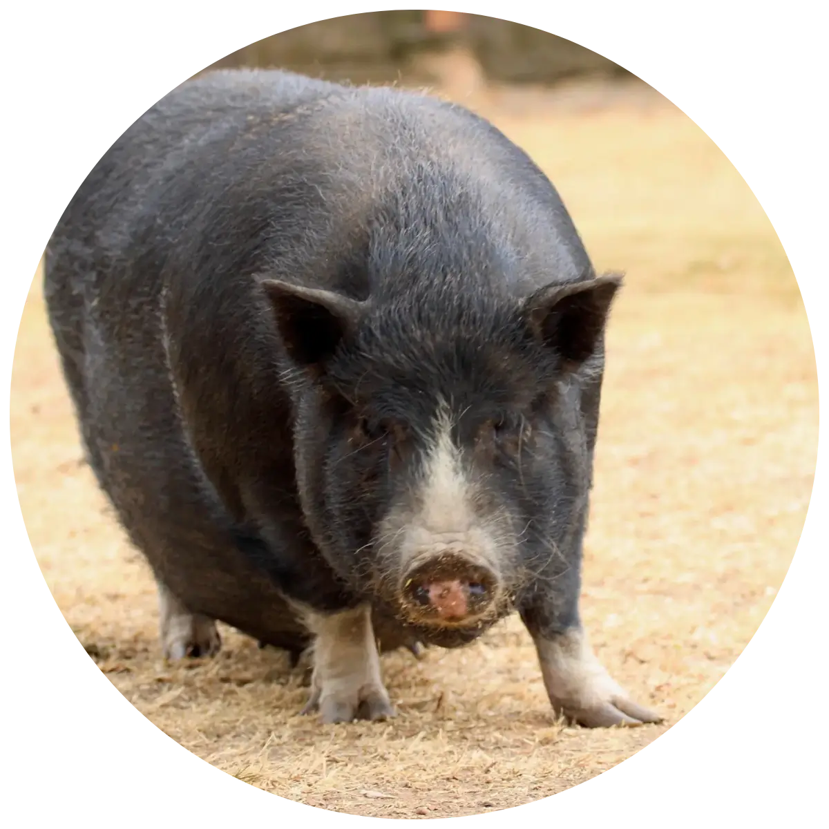 Helping Hands for Wildlife Südafrika Sanctuary Patenschaft Schweine Rosey