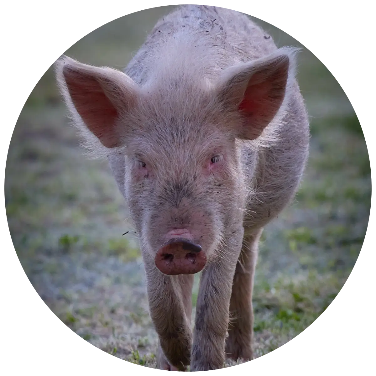 Helping Hands for Wildlife Südafrika Patenschaft Schweine