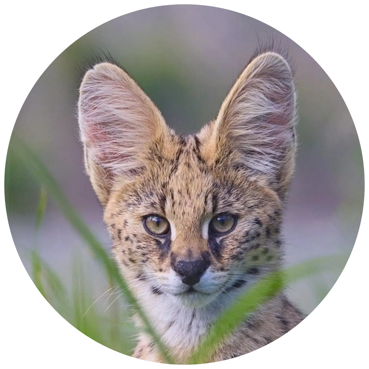 Helping Hands for Wildlife Südafrika Patenschaft Servalkatzen