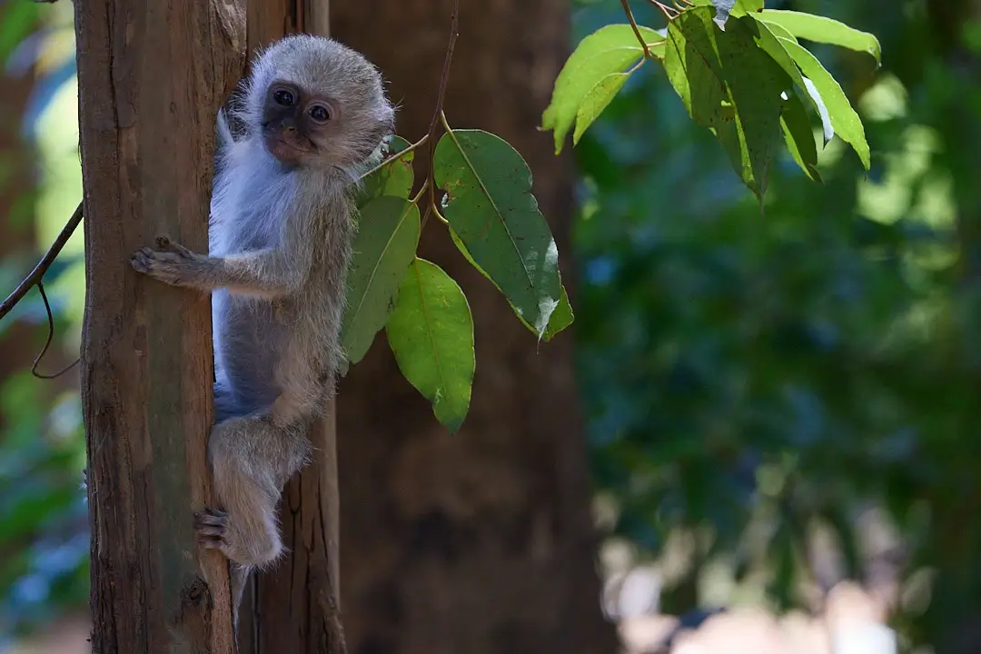 Helping Hands for Wildlife Südafrika Vervet Monkey am Baum