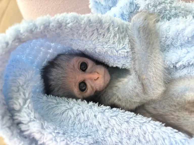 Helping Hands for Wildlife Südafrika Vervet Monkey Baby
