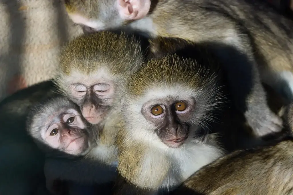 Helping Hands for Wildlife Südafrika Vervet Monkeys Babys kuscheln