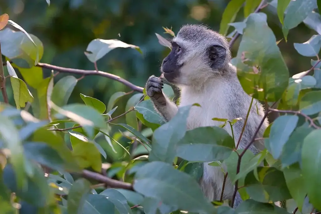 Helping Hands for Wildlife Südafrika Vervet Monkey im Baum