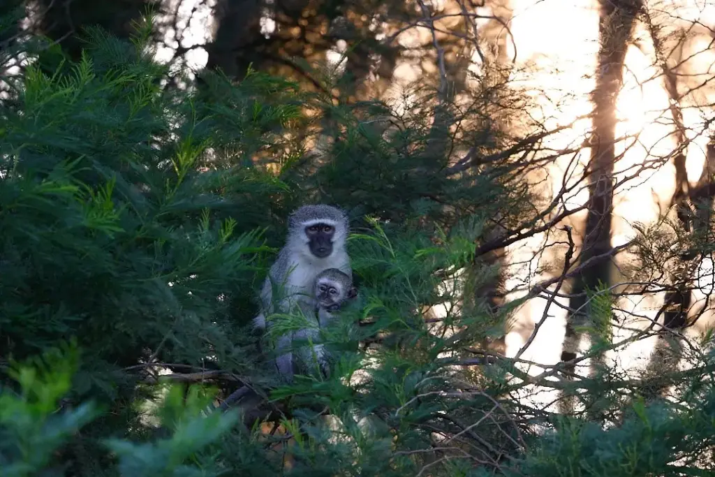 Helping Hands for Wildlife Südafrika Vervet Monkey Mama mit Baby im Baum