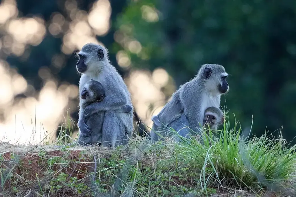 Helping Hands for Wildlife Südafrika Vervet Monkey Mamas mit Babys