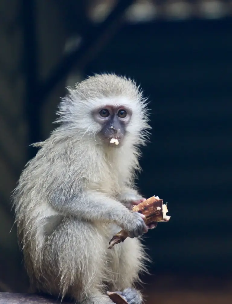 Helping Hands for Wildlife Südafrika Vervet Monkey mit Banane