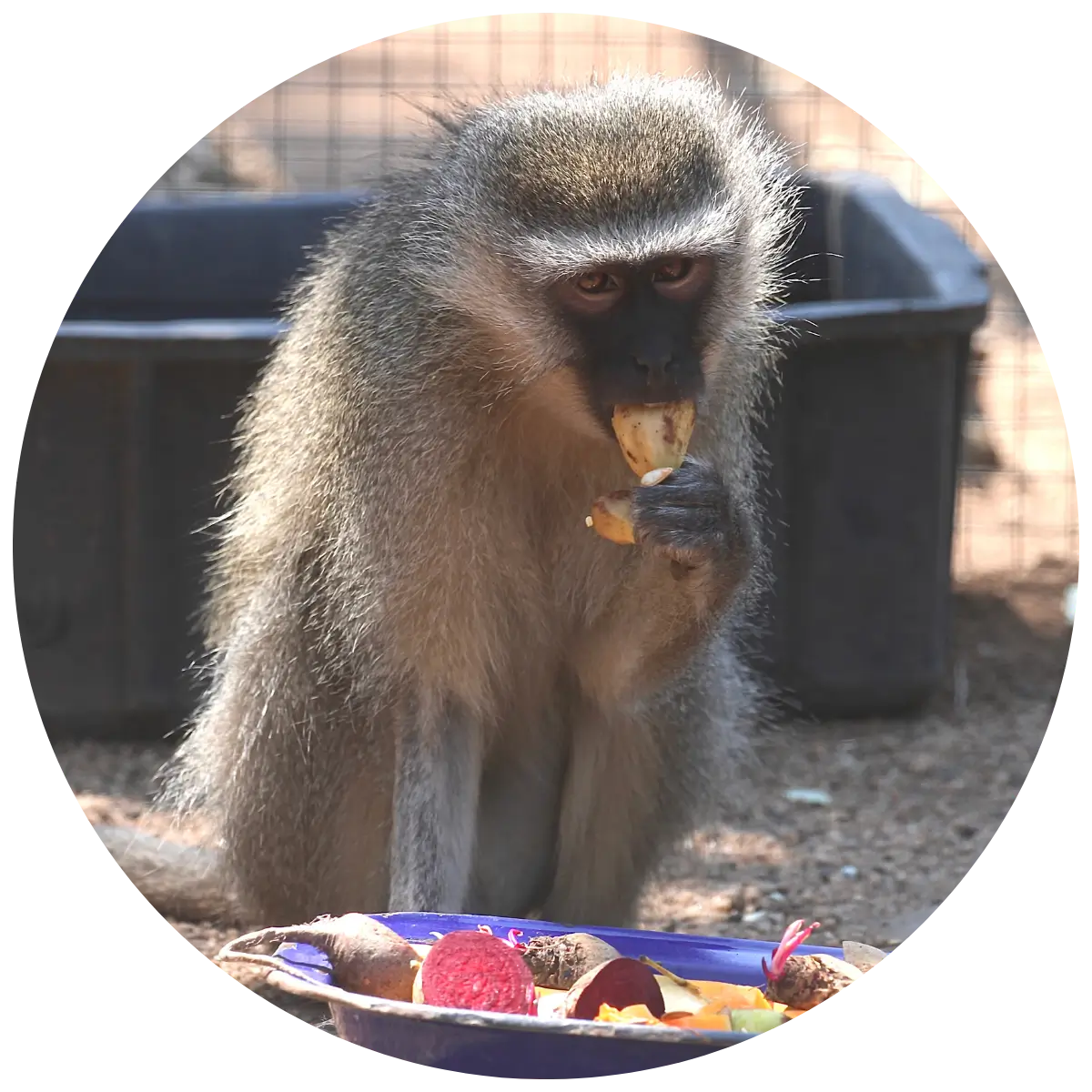 Helping Hands for Wildlife Südafrika Vervet Monkey Simba