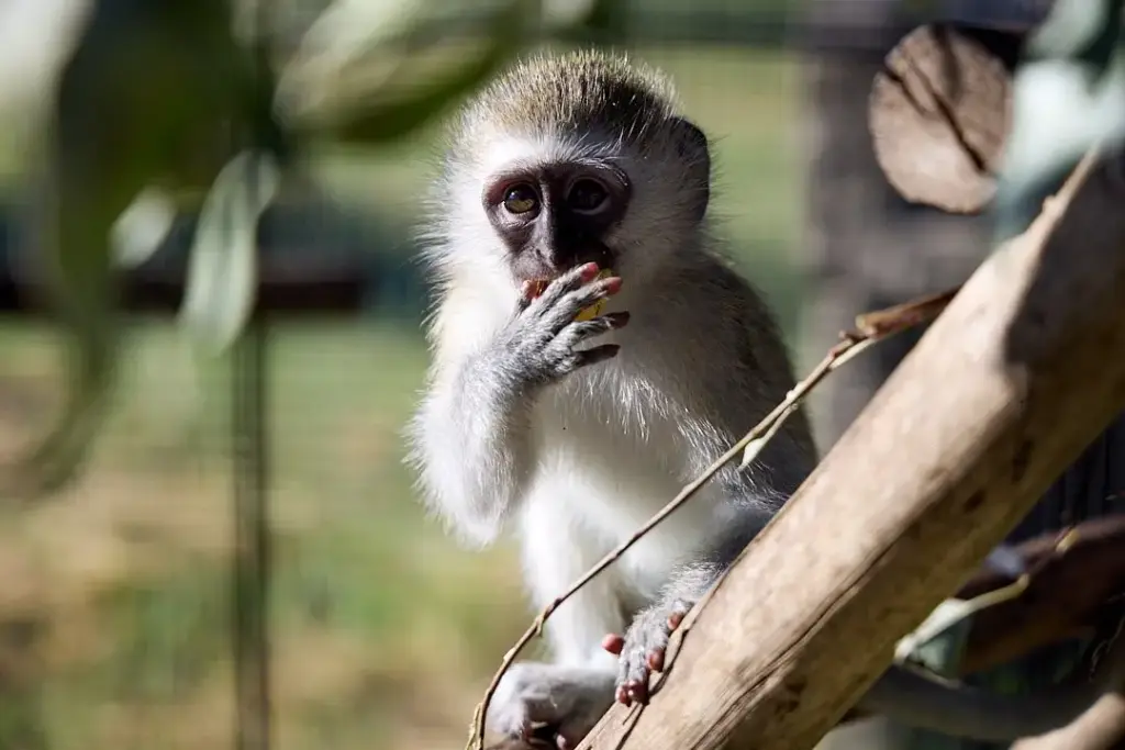 Helping Hands for Wildlife Südafrika Vervet Monkeys Juvenile Gehege