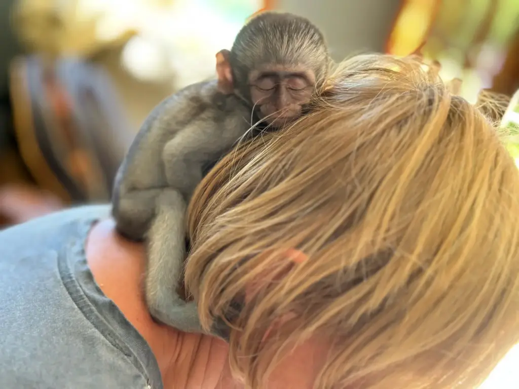 Helping Hands for Wildlife Südafrika Vervet Monkeys Volunteers Baby Zeit