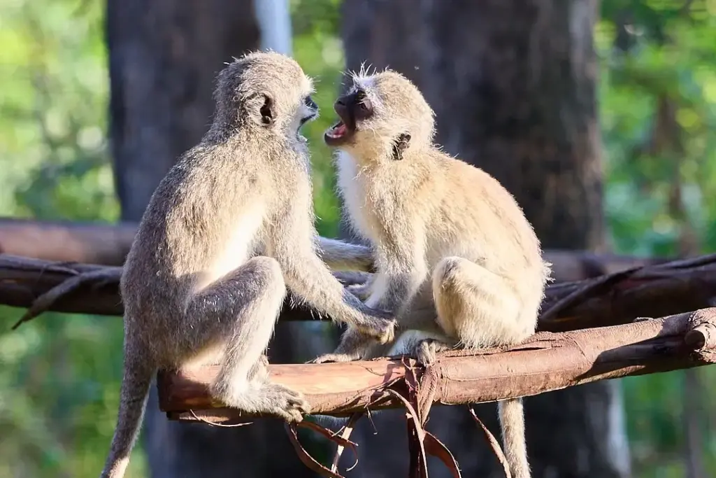 Helping Hands for Wildlife Südafrika Vervet Monkeys Wild Gehege