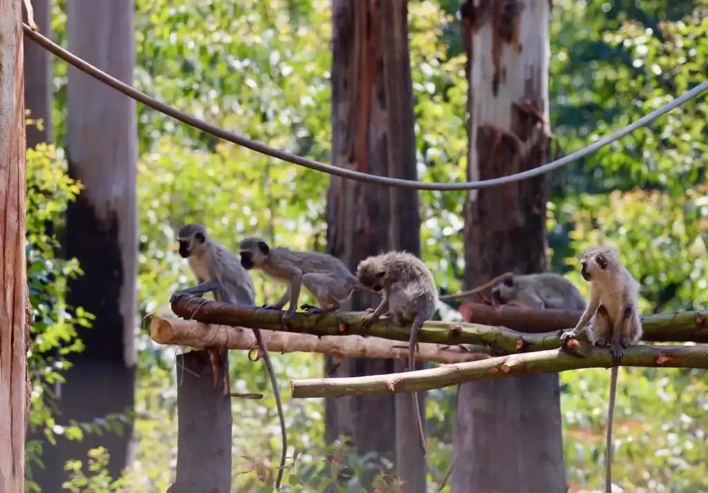 Helping Hands for Wildlife Südafrika Vervet Monkeys Wild Gehege klettern