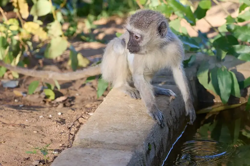 Helping Hands for Wildlife Südafrika Vervet Monkeys Wild Gehege Wasser