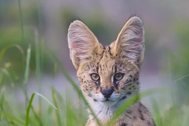 Helping Hands for Wildlife Südafrika Sanctuary Servalkatze