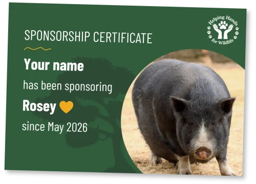 helping-hands-for-wildlife-patenschaftsurkunde-rosey-en
