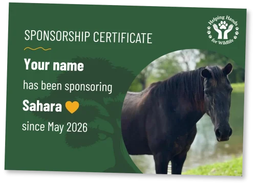 helping-hands-for-wildlife-patenschaftsurkunde-sahara-en